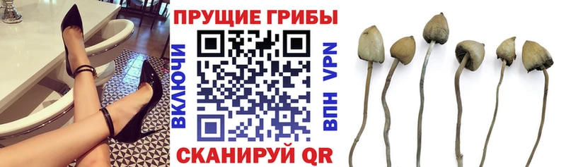 Псилоцибиновые грибы MAGIC MUSHROOMS  сколько стоит  Елец 